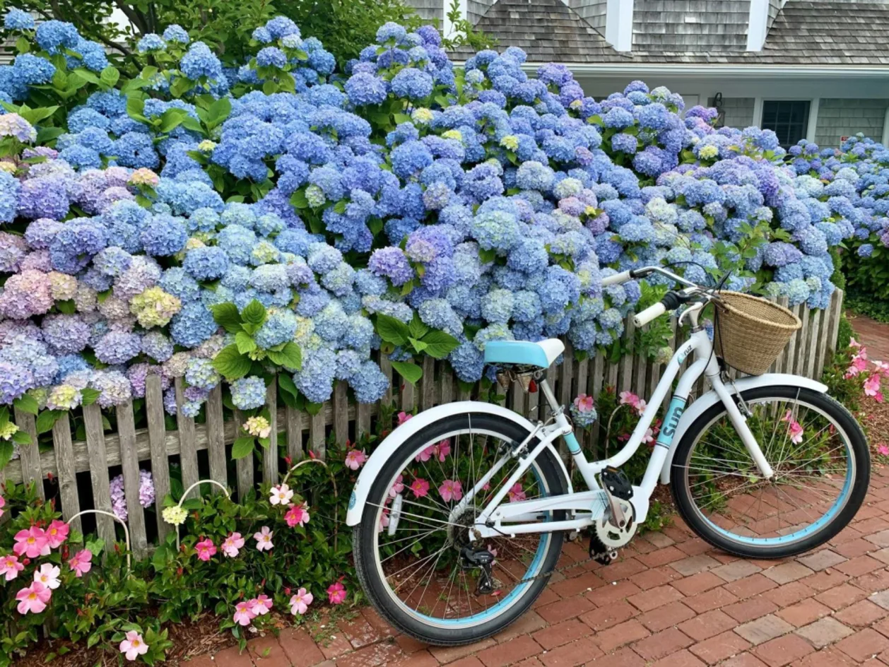 Chatham Bars Inn hydrangeas and bike